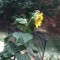 Goldfinch on a Sun flower