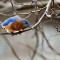 Inquisitive Bluebird