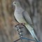 Mourning dove pearching