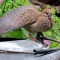 Mourning Dove.