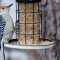 Male Red-bellied Woodpecker (1-19-15)