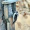 Female Downy Woodpecker (1-09-15)