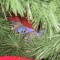 Christmas Bluebirds