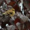 Goldfinch in a Plum Tree