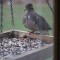 Mourning Dove enjoys the feeder to himself.