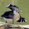 Wood Duck… shaking the tail feathers