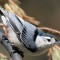White-breasted Nuthatch – Beautiful Blue