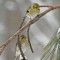 Winter Gold Finches