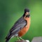 American Robin with Worm