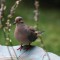 Mourning Dove at the bath