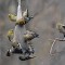 Goldfinches on a thistle sock