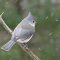 Titmouse during a snow flurry