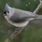 Tufted Titmouse in a snow flurry
