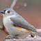 A Tufted Titmouse in the rain