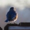 Eastern Bluebird enjoying the sunrise