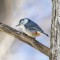 Nuthatch on a Winter Day