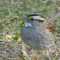 White-throated Sparrows on a frigid day in January