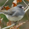 Juncos in the tree branches on the final days of 2014