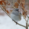 Dark-eyed Junco fluffs its feathers to ward off the cold