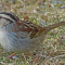 White-throated Sparrows with light head stripes