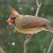 Female Northern Cardinal in a snow flurry