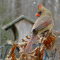 Female Cardinal pauses before visiting a feeder