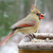 Male and female Cardinals share a feeder on a snowy day