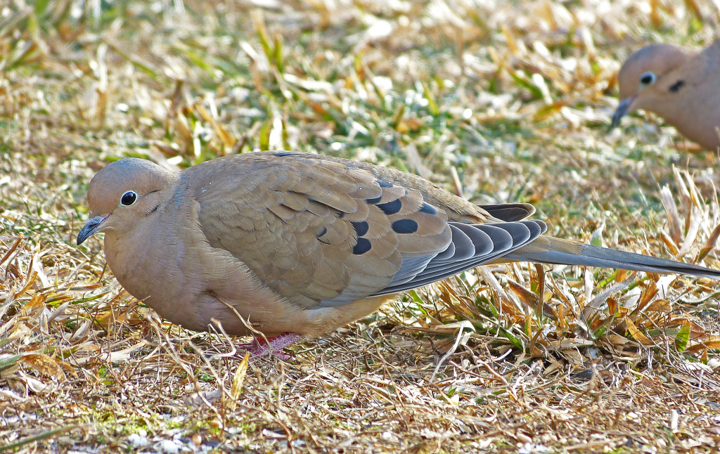 Mourning Doves - FeederWatch