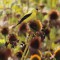 Goldfinch on Coneflower