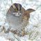 White-throated sparrows come to my yard after a snow