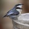 Pygmy Nuthatches looking for a drink.