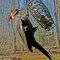 Pileated Woodpecker at a suet feeder