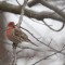 House finch pauses