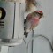 Variety of Finches at the Feeder After the Storm