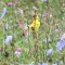American Goldfinch among the Wildflowers