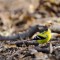 A. Goldfinch, A for Adorable!