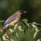 Cedar Waxwing Playing with its Food