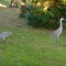 Sandhill Cranes eating.  One stands guard while the other eats seeds from other bird feeders.