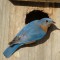 Bluebird – The Wary Watcher