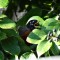 American Robin &juniper berries