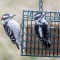 Downy Woodpeckers