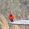 Mr. Red Bird