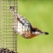 Classic Nuthatch Pose