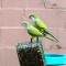 A pair of Monk Parakeets