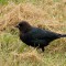 Cowbirds aren’t boring…Are they?