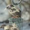 Birds at Feeders the day after the Blizzard, Jan 28, 2015.