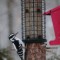 Modified cage feeder