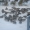 Mixed Flock of Ducks Feeding
