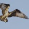 Osprey – taking off with lunch!