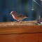 Jim the banded house finch